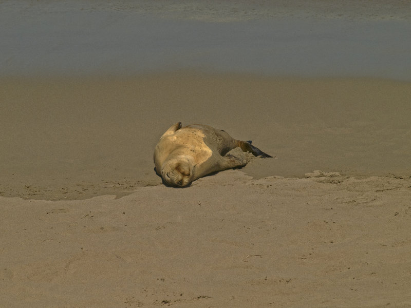 Kangaroo Island, Sea Lion